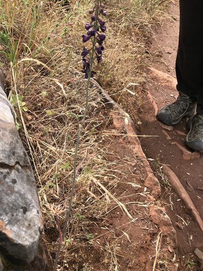 Delphinium hansenii, photographed by Heather