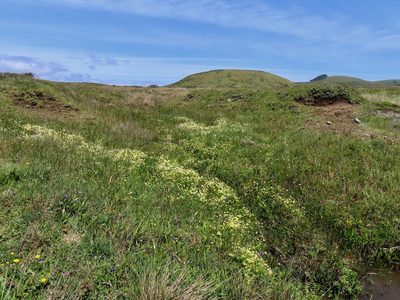 Limnanthes douglasii, photographed by John Hibbard