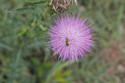 Cirsium mexicanum, photographed by Juan Cruzado Cortés