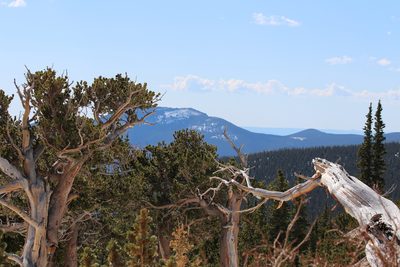 Pinus aristata, photographed by Rhonda Ridley