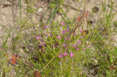 Zeltnera texensis, photographed by Cody Stricker