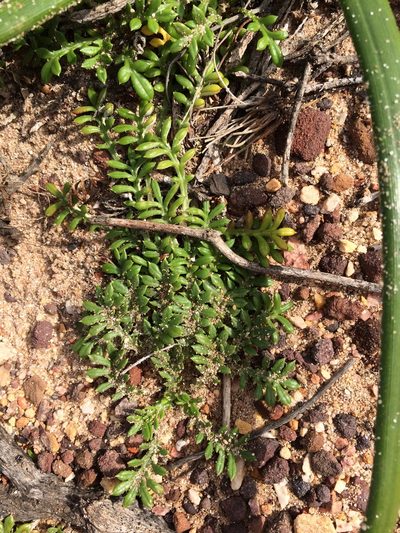 Gazania maritima, photographed by Jeremy Gilmore