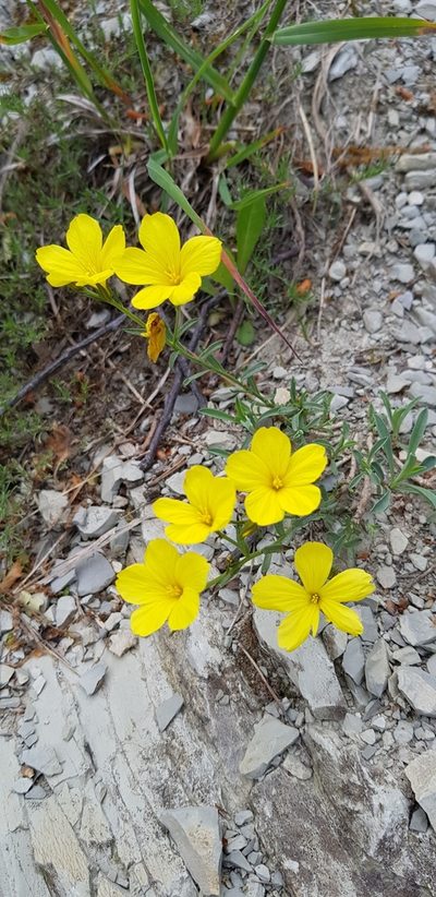 Linum tauricum, photographed by Татьяна Прозорова