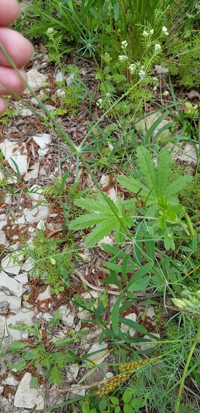 Galium xeroticum, photographed by Татьяна Прозорова