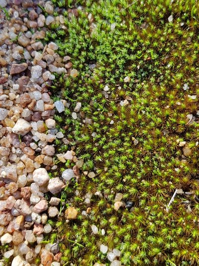 Bartramia breutelii, photographed by Terra Occ