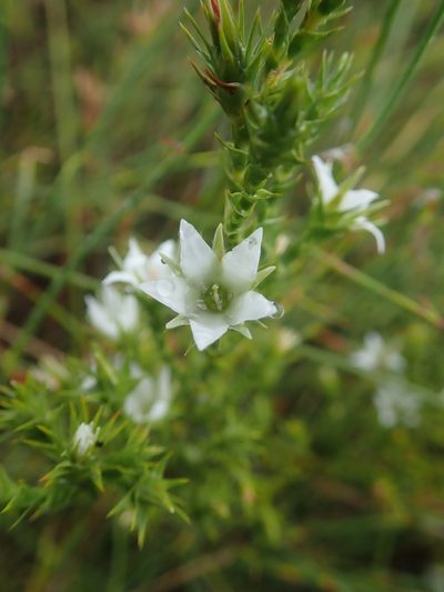 Sprengelia sprengelioides, photographed by Ruth Palsson