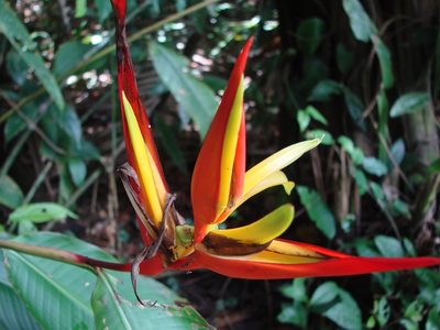 Heliconia mathiasiae, photographed by Dan Killam
