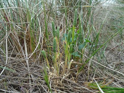 Phleum arenarium, photographed by Robert H. Wardell