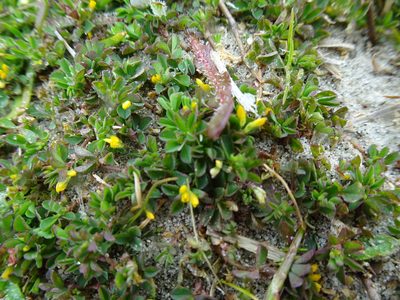Trifolium micranthum, photographed by Robert H. Wardell