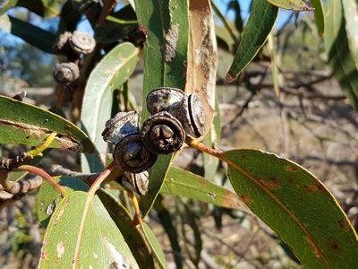 Eucalyptus bicostata, photographed by Terra Occ