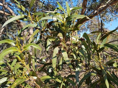 Eucalyptus bicostata, photographed by Terra Occ