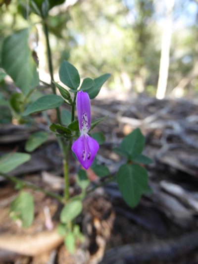 Dicliptera quintasii, photographed by Hlengiwe Mtshali
