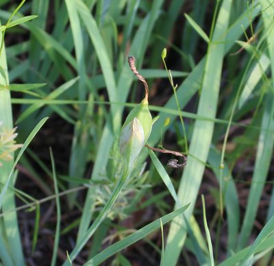 Iris arenaria, photographed by Dmitriy Bochkov