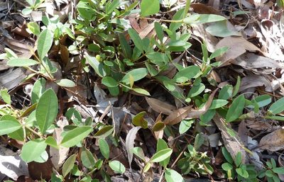 Podolobium scandens, photographed by Colin Meurk