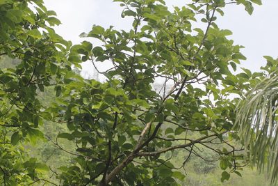 Persea schiedeana, photographed by Juan Cruzado Cortés