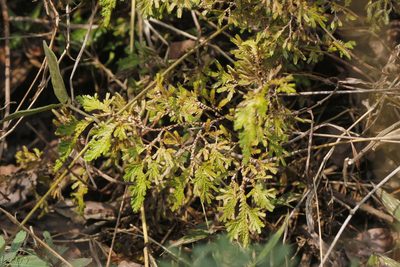 Selaginella harrisii, photographed by Juan Cruzado Cortés