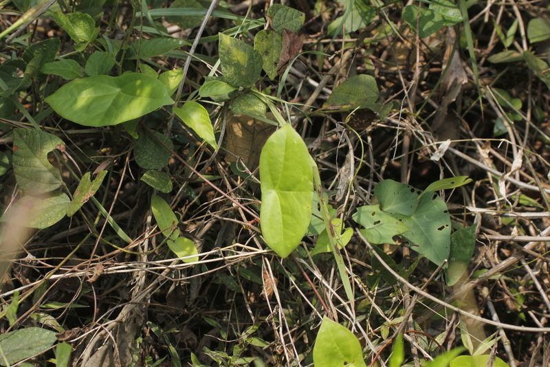 Passiflora sexocellata, photographed by Juan Cruzado Cortés