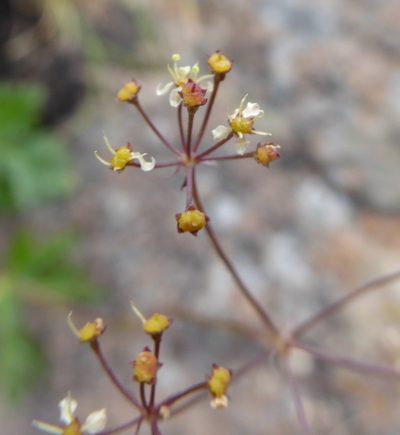 Dracosciadium saniculifolium, photographed by Hlengiwe Mtshali