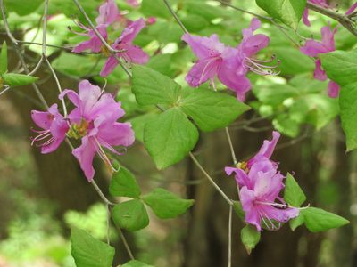 Rhododendron wadanum, photographed by Marco Mussita