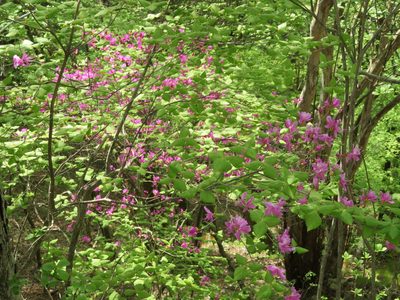Rhododendron wadanum, photographed by Marco Mussita