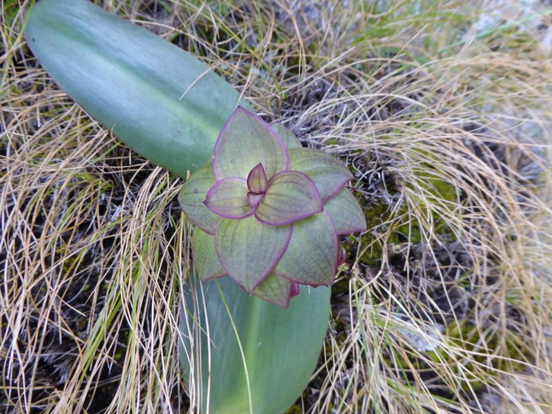 Eucomis schijffii, photographed by Hlengiwe Mtshali