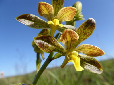 Eulophia parviflora, photographed by Hlengiwe Mtshali