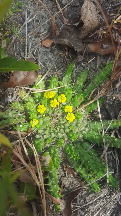 Euphorbia flanaganii, photographed by Hlengiwe Mtshali