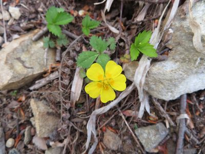 Potentilla rosulifera, photographed by Marco Mussita