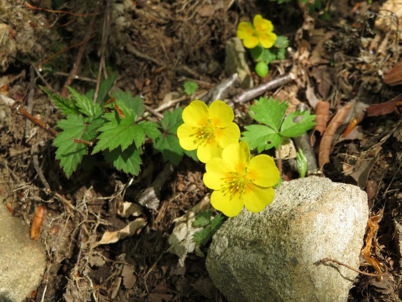 Potentilla rosulifera, photographed by Marco Mussita