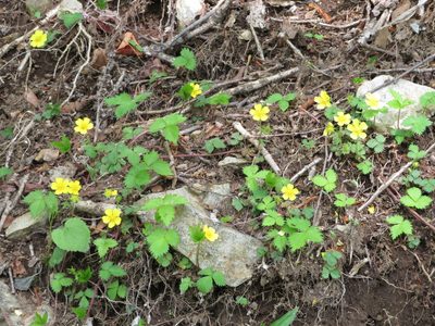 Potentilla rosulifera, photographed by Marco Mussita