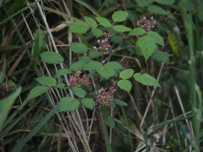 Rubus mesogaeus, photographed by Jerome Ko