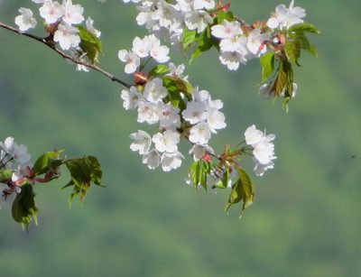 Prunus jamasakura, photographed by Marco Mussita