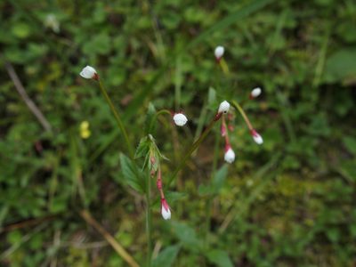 Epilobium amurense, photographed by Jerome Ko