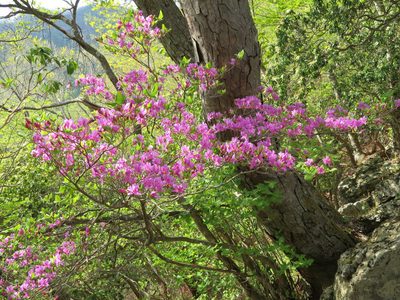 Rhododendron wadanum, photographed by Marco Mussita