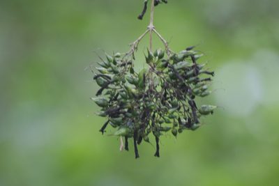 Russelia sarmentosa, photographed by Juan Cruzado Cortés
