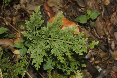 Selaginella harrisii, photographed by Juan Cruzado Cortés