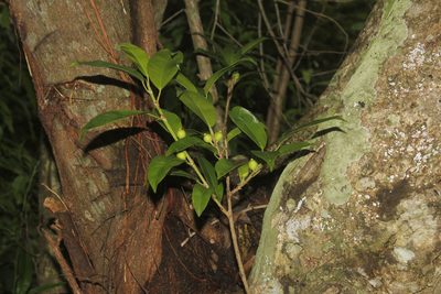 Ficus pertusa, photographed by Juan Cruzado Cortés