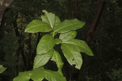 Licaria capitata, photographed by Juan Cruzado Cortés
