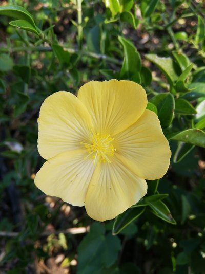 Pavonia praemorsa, photographed by Christiaan Viljoen