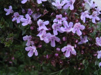 Thymus herba-barona, photographed by anasacuta