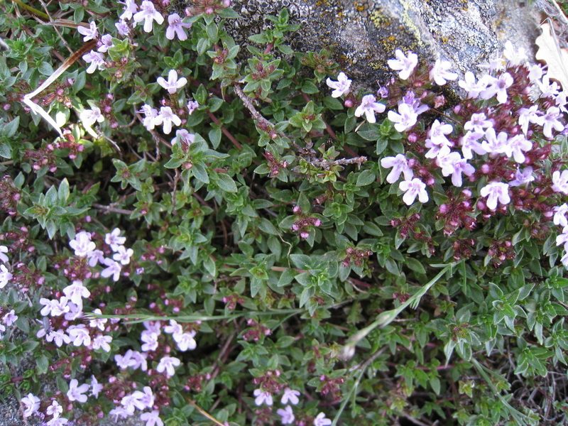 Thymus herba-barona, photographed by anasacuta