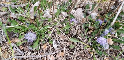 Globularia vulgaris, photographed by Hanna Larsson