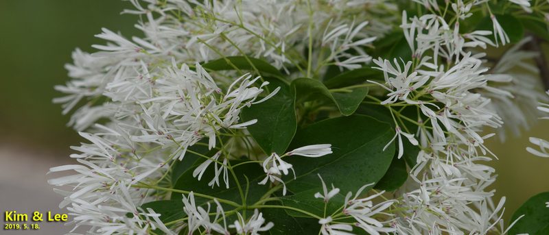 Chionanthus retusus, photographed by Kim, Hyun-tae