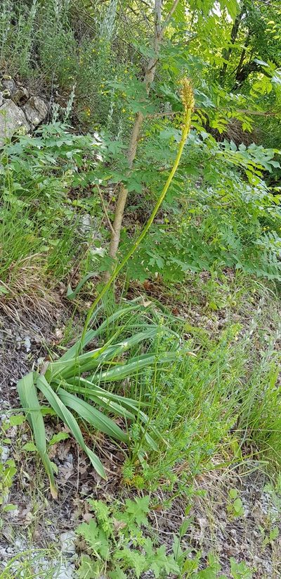 Eremurus spectabilis, photographed by Татьяна Прозорова