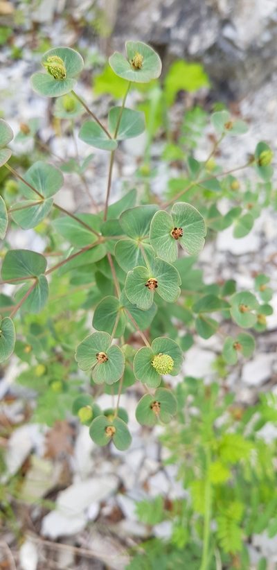 Euphorbia condylocarpa, photographed by Татьяна Прозорова