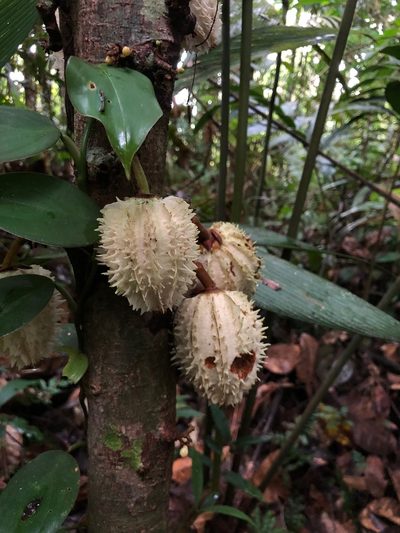 Carpotroche longifolia, photographed by desertnaturalist
