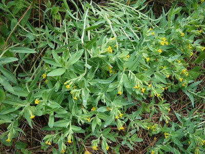 Lithospermum californicum, photographed by rickr