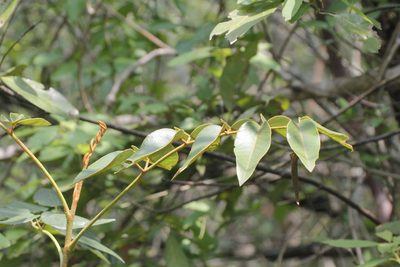 Decatropis bicolor, photographed by Juan Cruzado Cortés