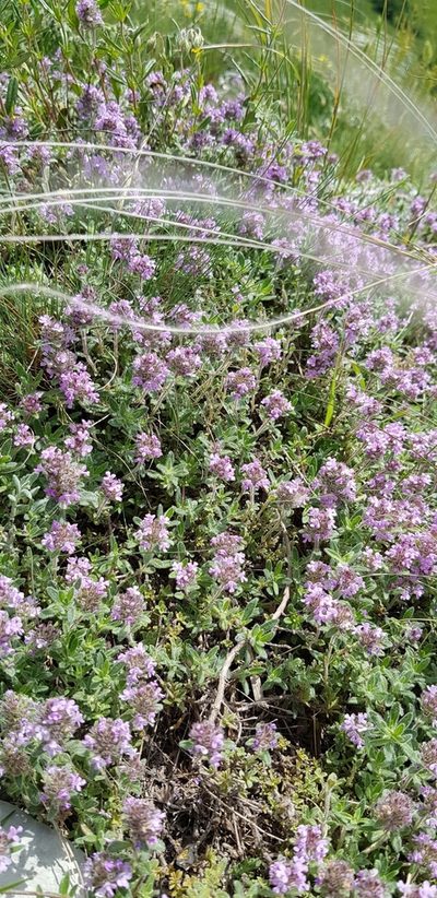 Thymus markhotensis, photographed by Татьяна Прозорова