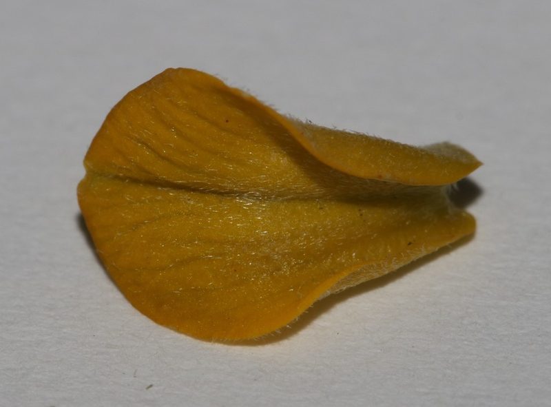 Aspalathus secunda, photographed by Brian du Preez